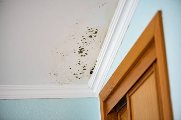 Best Toxic Mold Removal  in Hartington, NE
