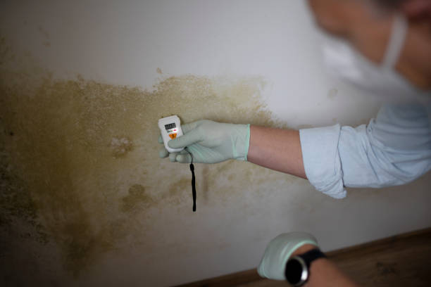 Best Mold Removal Process  in Hartington, NE