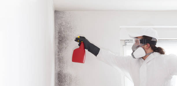 Attic Mold Removal in Hartington, NE