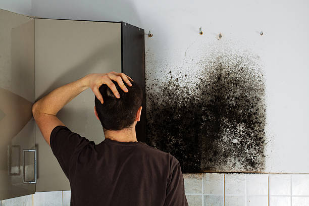 Best Mold Remediation  in Hartington, NE