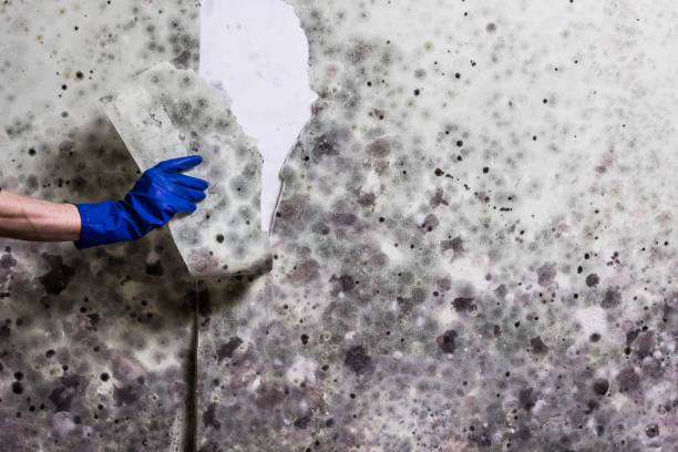 Best Certified Mold Removal  in Hartington, NE