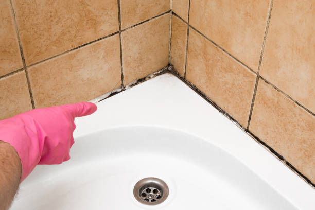 Best Office Mold Removal Services  in Hartington, NE